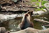 Bear sitting by water