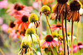 Wildflowers in meadow