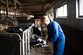Frau füttert Kühe im Stall