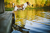 Dog jumping into lake