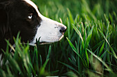 Hund schnüffelt Gras