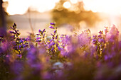 Backlit wildflowers