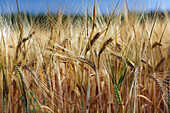 Wheat field