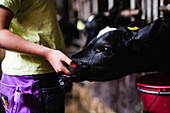 Girl feeding calf