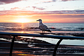 Seagull at sea