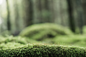 Moss on log in forest