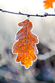 Frozen oak leaf