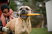 Dog holding carrot in mouth