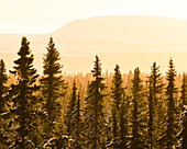 Wald im Winter bei Sonnenuntergang