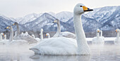 Tundra swans at winter