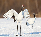Red crown cranes on snow