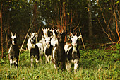 Goats in meadow