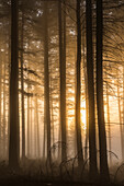 Nebel im Wald bei Sonnenaufgang