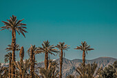 Palm trees with mountains on background