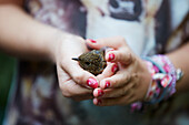 Womans hands holding chick