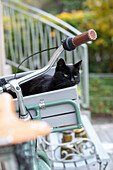 Cat in bicycle basket