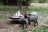 Schafe beim Füttern
