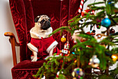 Pug in Santa costume