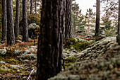 Blick auf den Wald