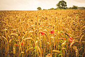 Wheat field