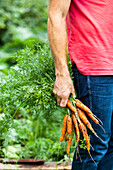 Mans hand holding bunch of carrots