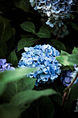 Blue Hydrangea flower