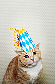 Cat wearing party hat
