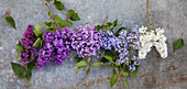 Lilac flowers