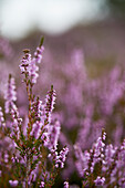 Flowering heather