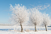 Bäume im Winter