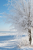 Baum im Winter