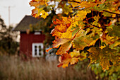 Herbstliche Blätter