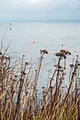 Plants at water