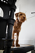 Dog standing on stairs