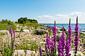 Pink wildflowers on coast