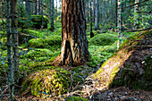 Baum im Wald