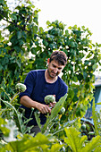 Man picking artichoke