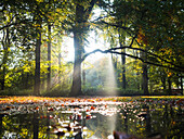 Blick auf Teich im Wald