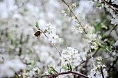 Biene über weißen Blüten