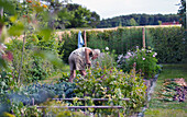 Mann bei der Gartenarbeit im Sommer