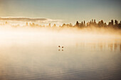 Fog over lake at sunrise