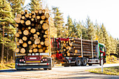 Lorries loaded with logs