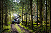 Holzfäller bei der Arbeit im Wald