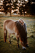 Lächelndes Mädchen umarmt Pony