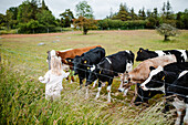 Mädchen füttert Kühe durch den Zaun