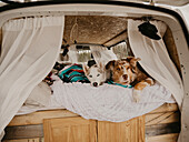 Dogs lying on bed in camper van