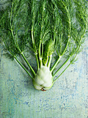 High angle view of fresh fennel