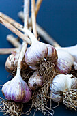 Knoblauchbündel auf blauem Hintergrund