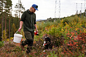 Man picking lingonberries