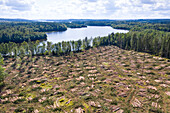 Aerial view of cut forest near lake